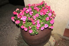 IMG_1427